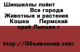 Шиншиллы пойнт ns1133,ny1133. - Все города Животные и растения » Кошки   . Пермский край,Лысьва г.